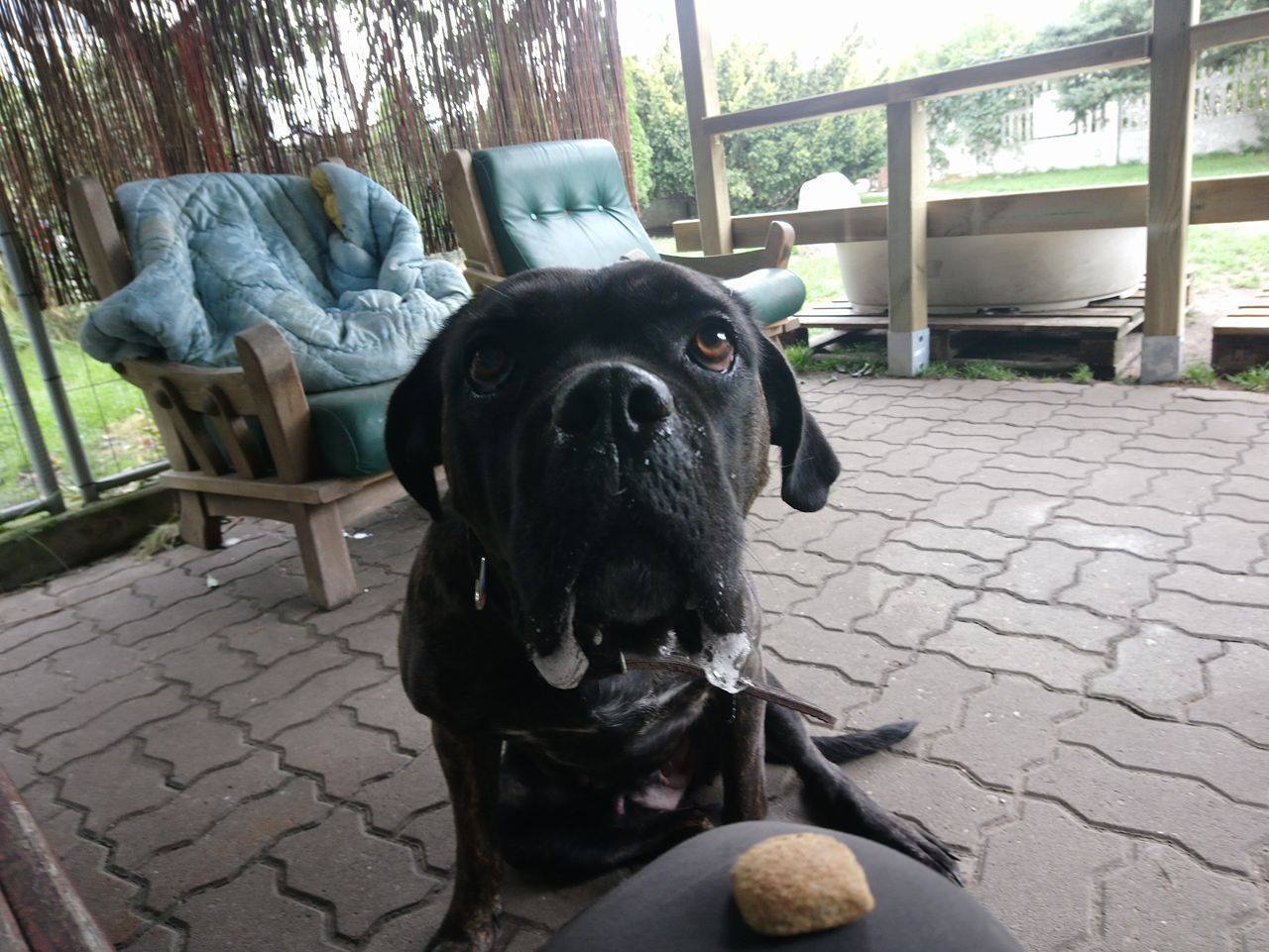 Chanel - Wujaszek Jacek uczy ją cierpliwości - by tak na jedzenie łapczywie nie rzucała się i oto efekty :D